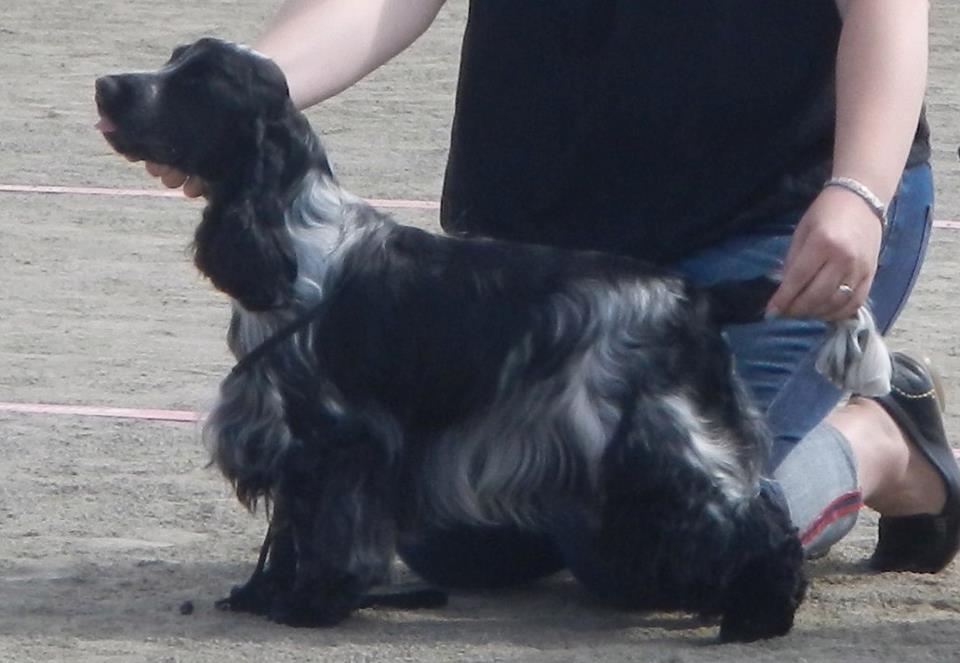 Cockerspaniels